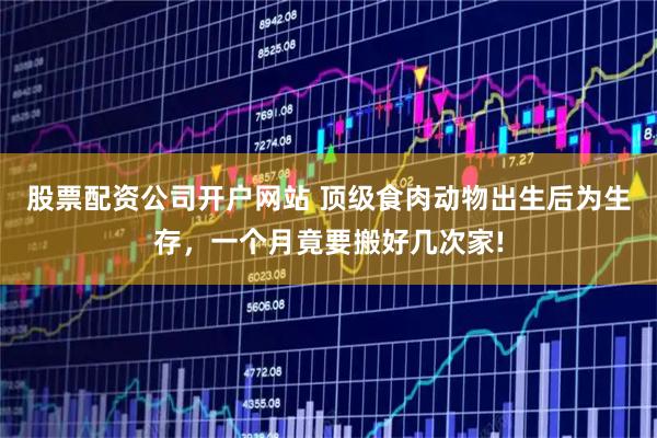 股票配资公司开户网站 顶级食肉动物出生后为生存，一个月竟要搬好几次家!